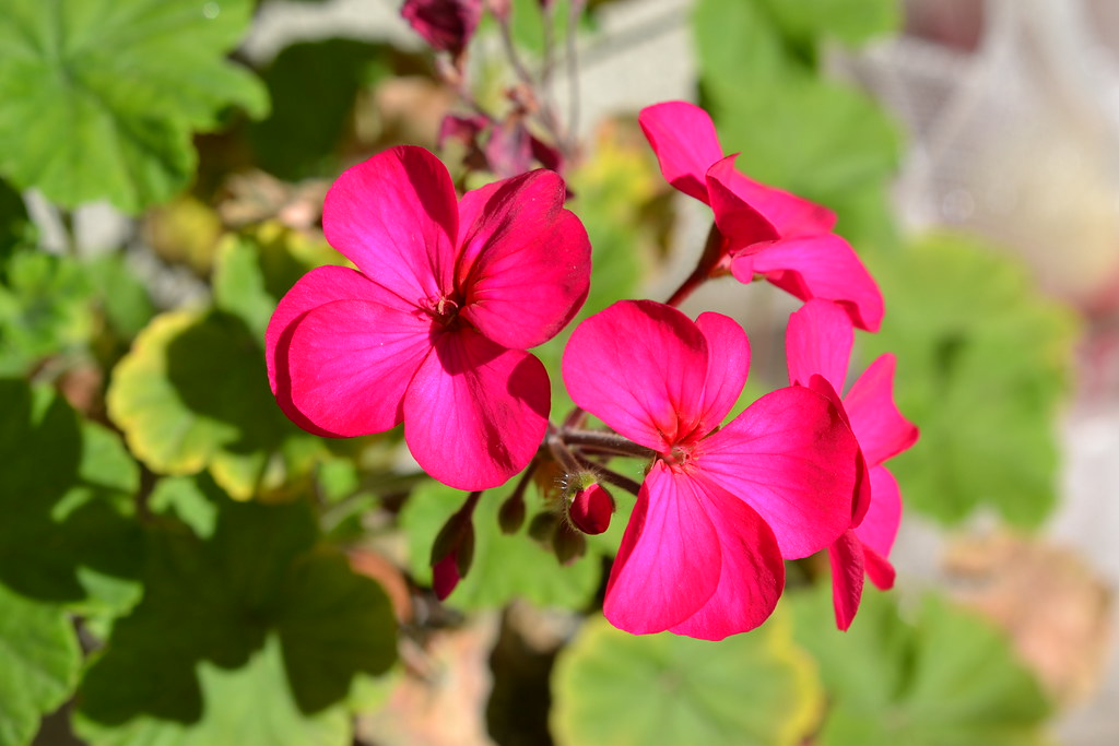 Scorpio: Geranium - The Mysterious Intensity (Image Credits: Flickr)