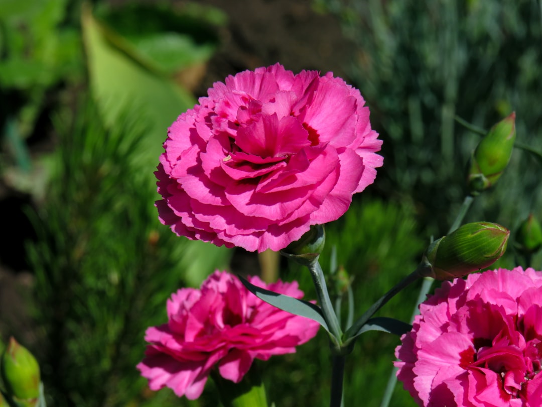 Sagittarius: Carnation - The Adventurous Spirit (Image Credits: Unsplash)