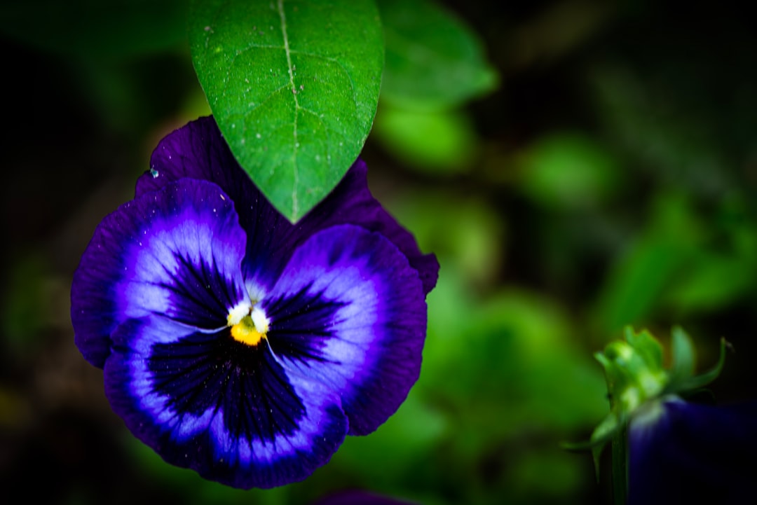 Capricorn: Pansy - The Steadfast Survivor (Image Credits: Unsplash)