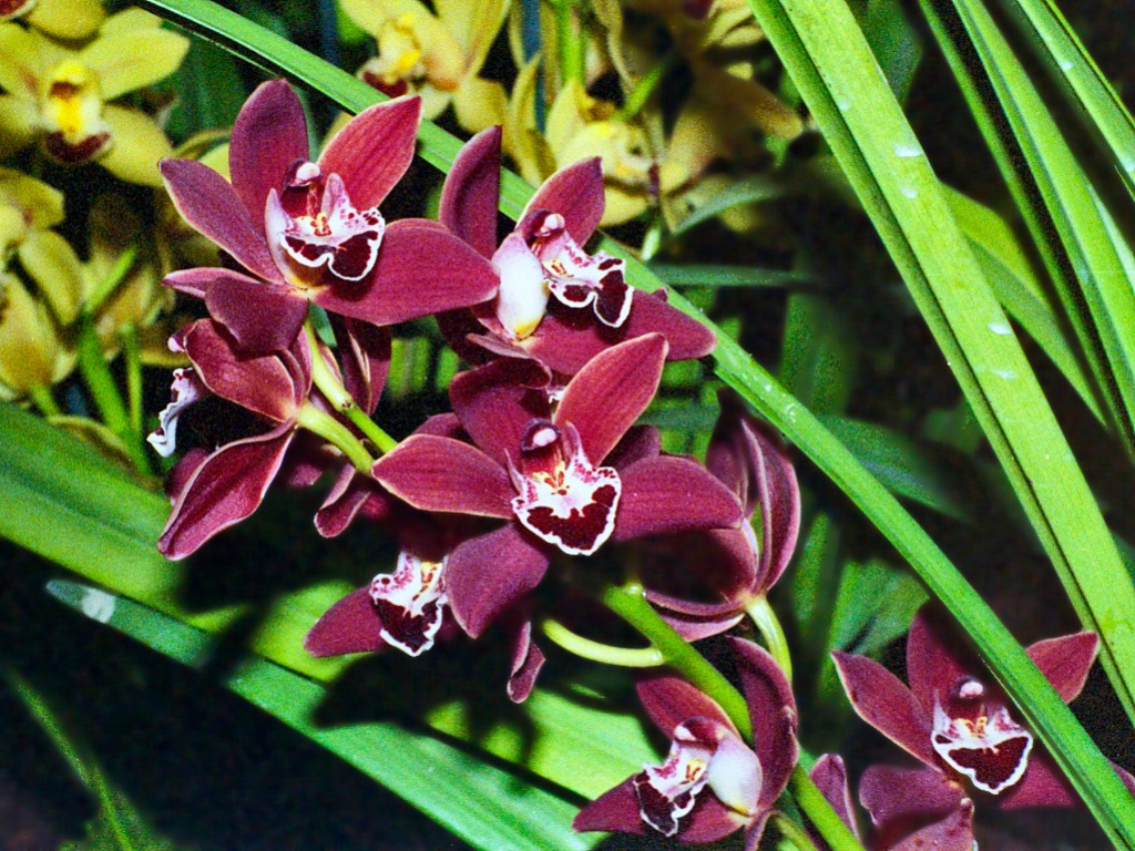 Aquarius: Orchid - The Eccentric Innovator (Image Credits: Flickr)