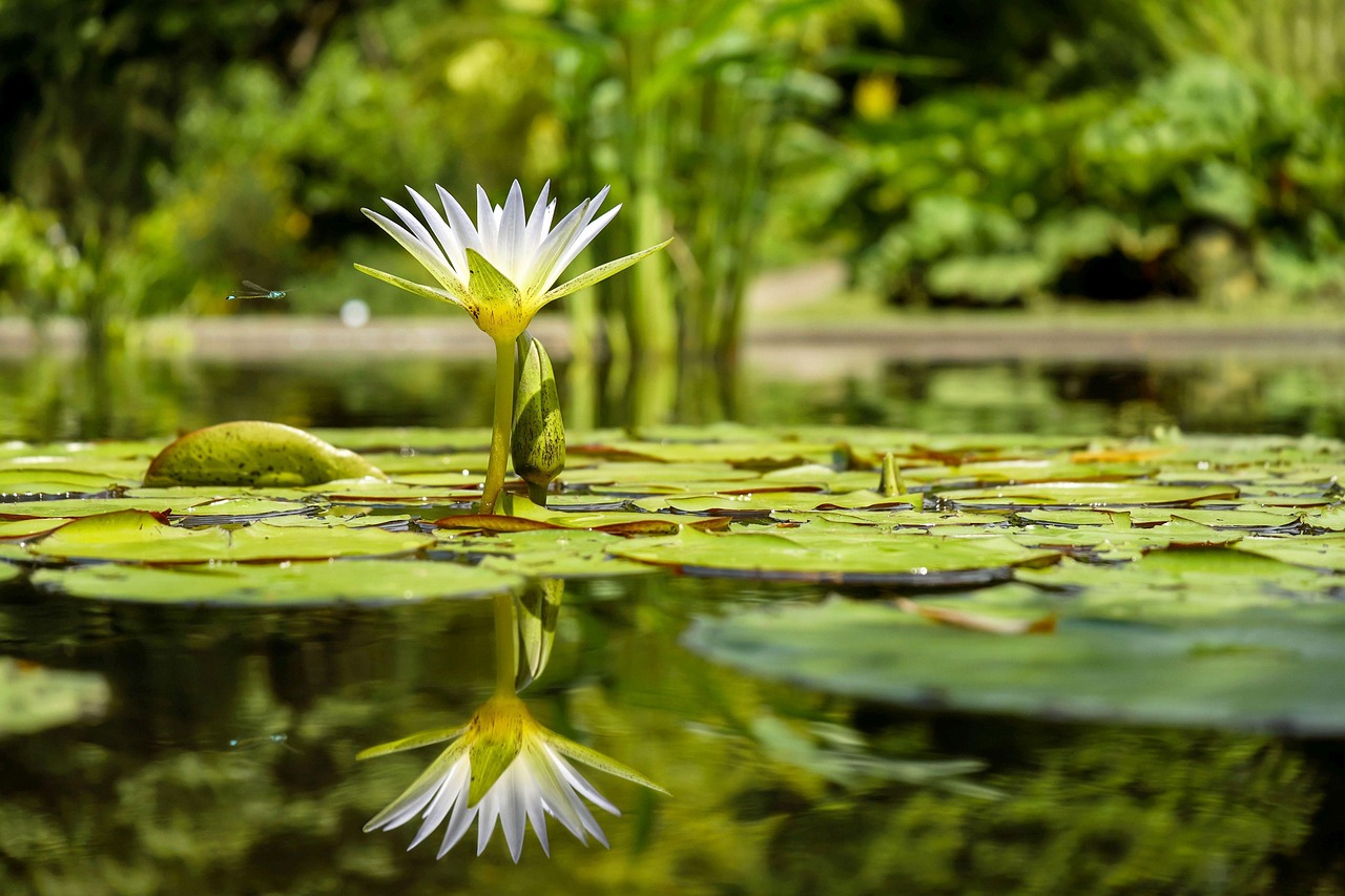 Pisces: Water Lily - The Dreamy Empath (Image Credits: Pixabay)