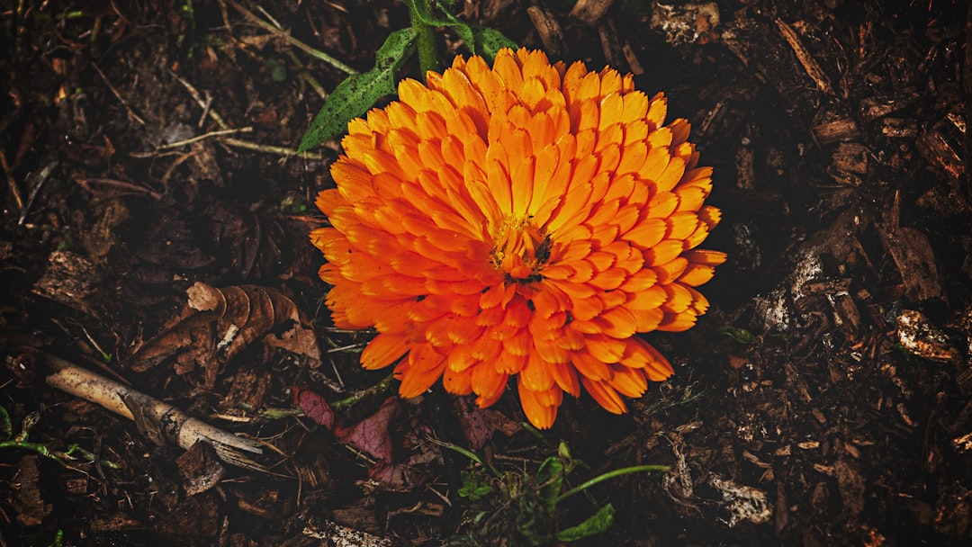 Conclusion (Image Credits: Unsplash)