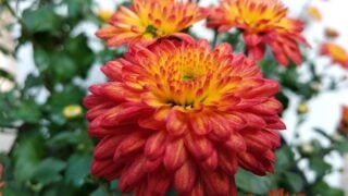 12 Flowers That Embody The Spirit of Every Zodiac Sign