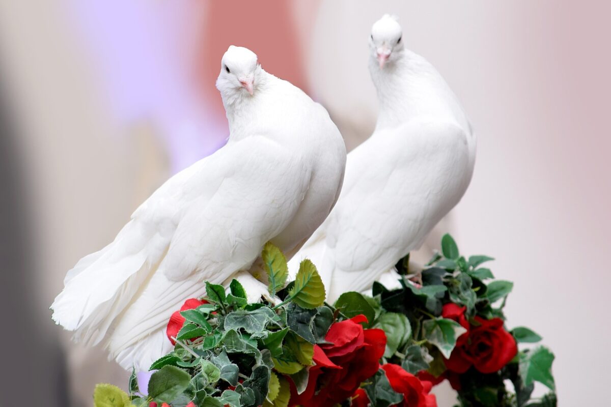 Taurus: The Devoted Dove