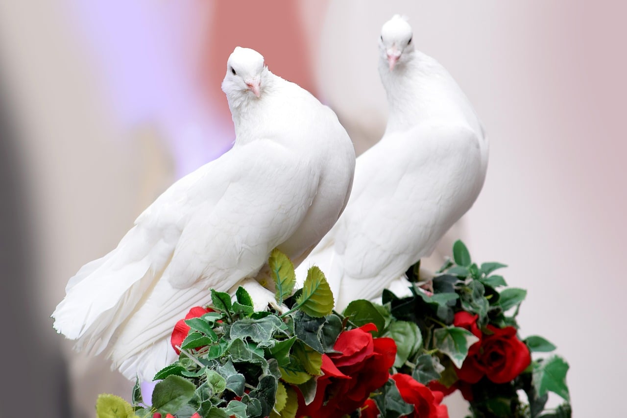Taurus: The Devoted Dove (Image Credits: Pixabay)