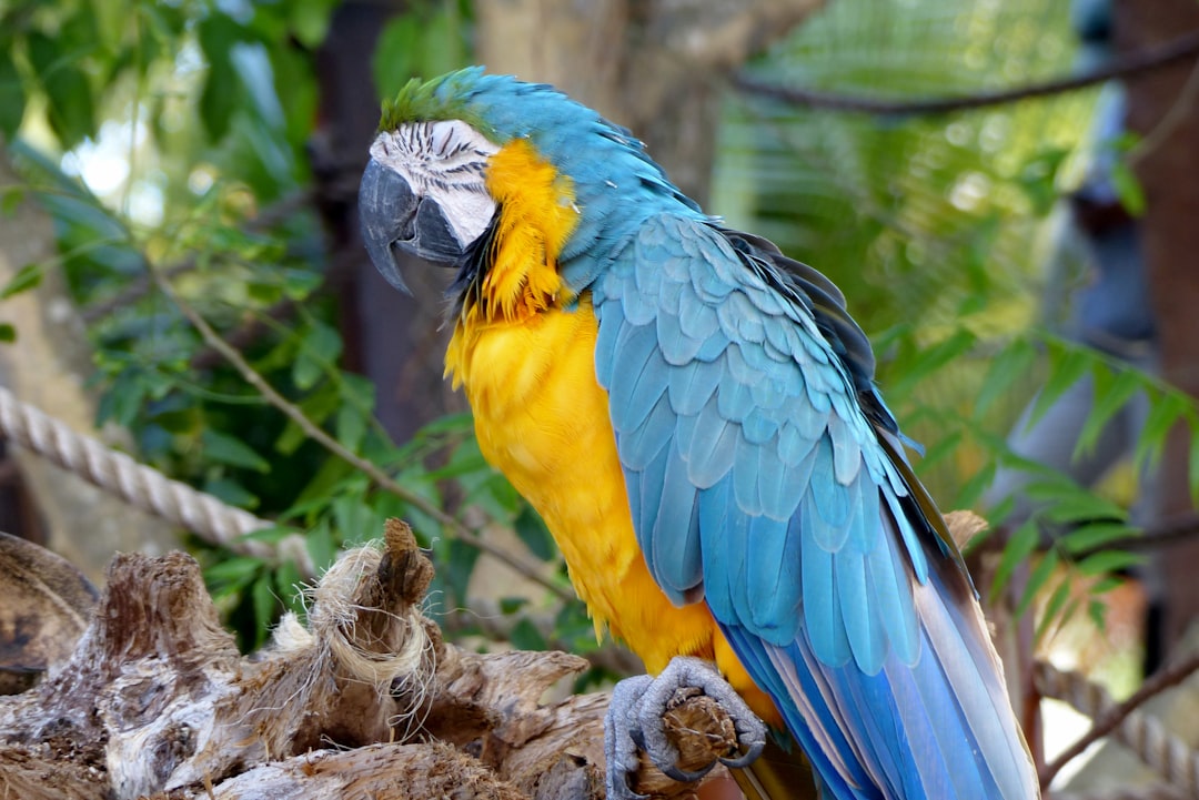 Gemini: The Chatty Parrot (Image Credits: Unsplash)