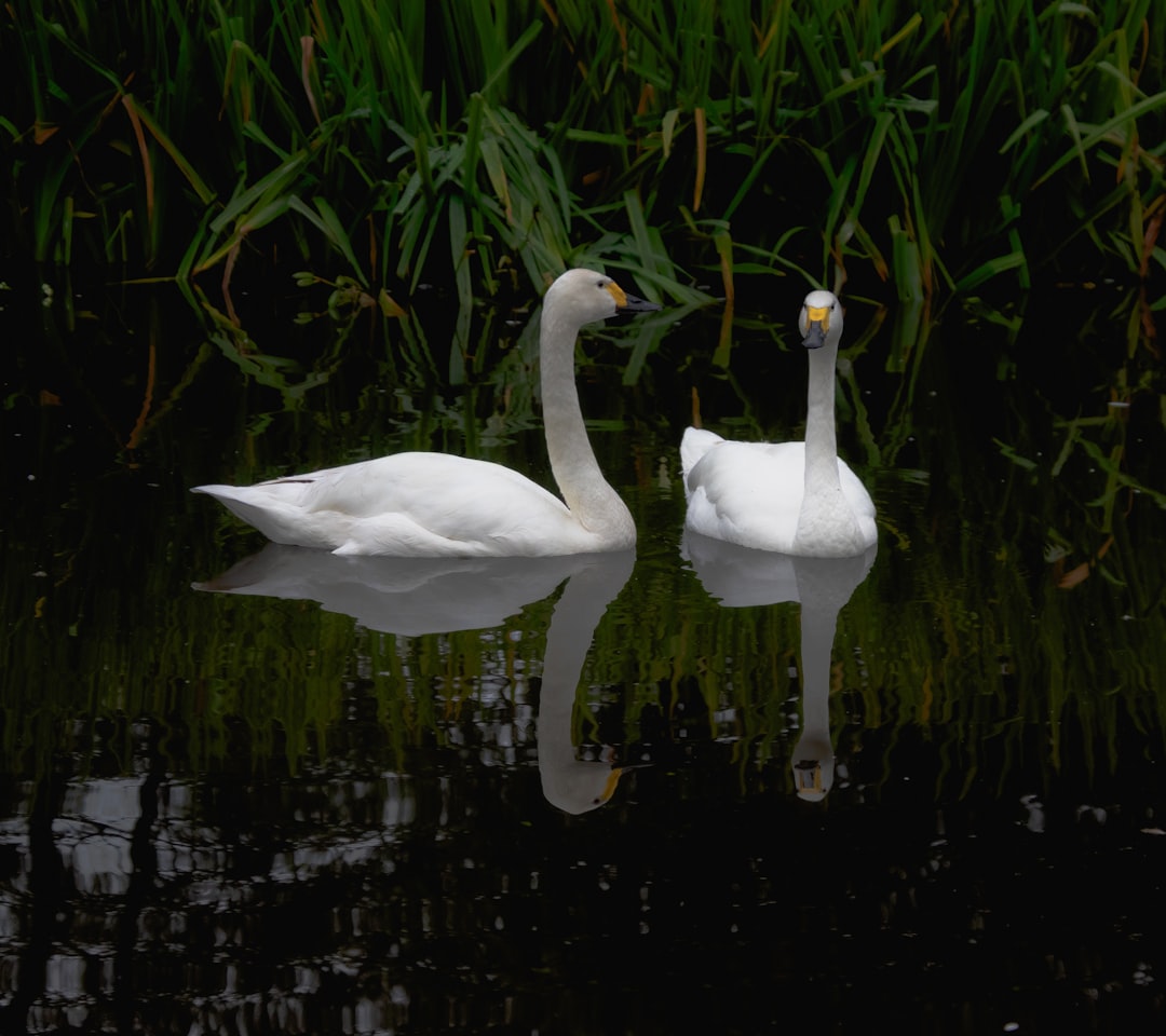 Cancer: The Nurturing Swan (Image Credits: Unsplash)