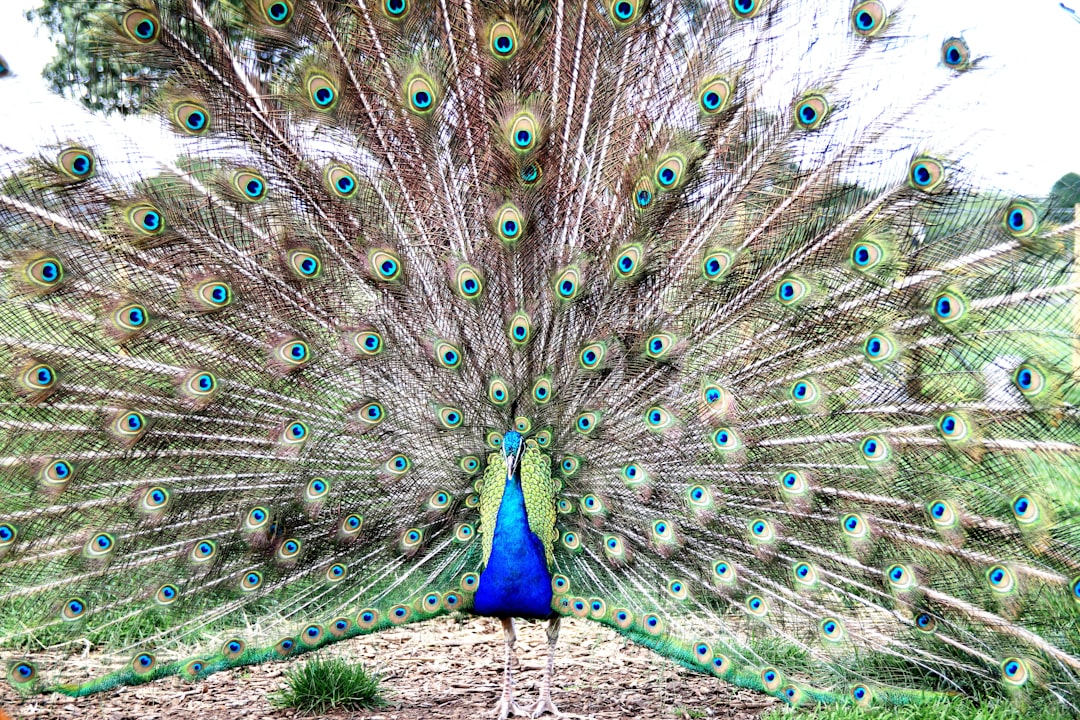Leo: The Magnificent Peacock (Image Credits: Unsplash)