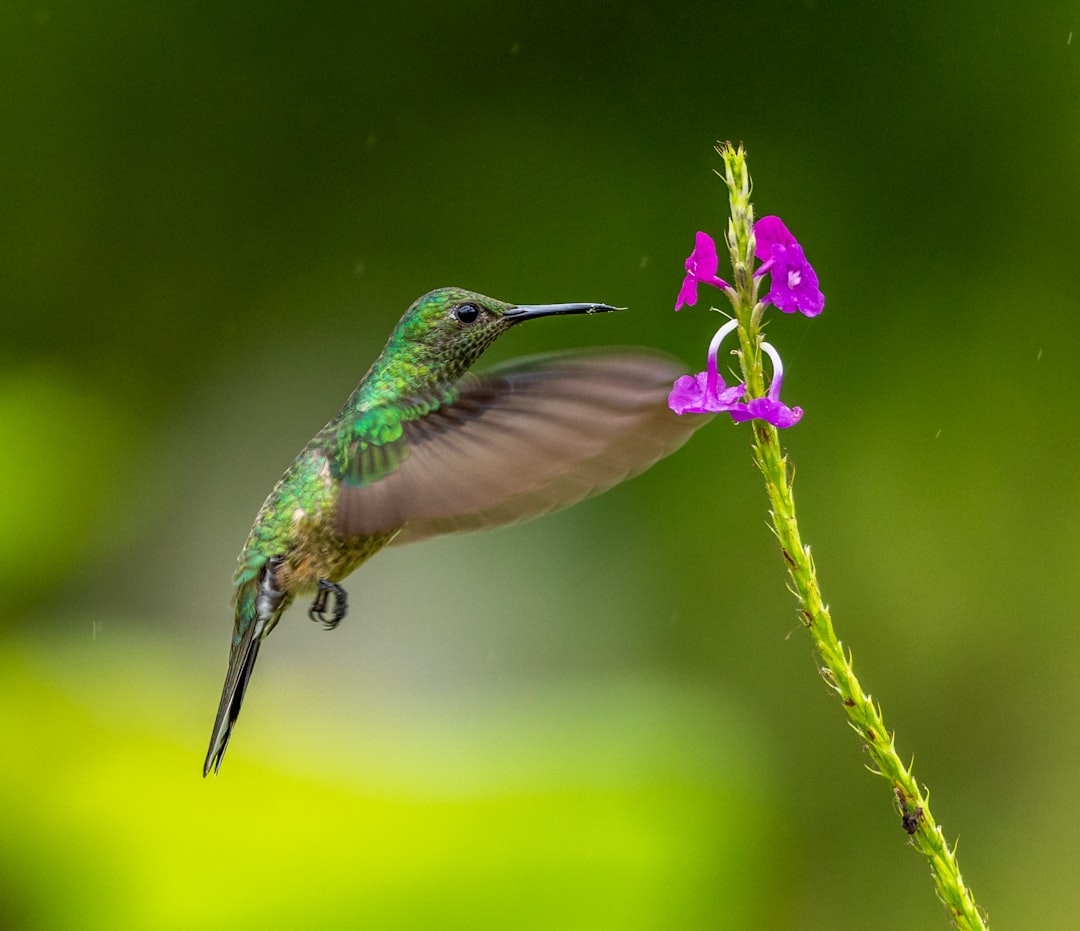Libra: The Harmonious Hummingbird (Image Credits: Unsplash)