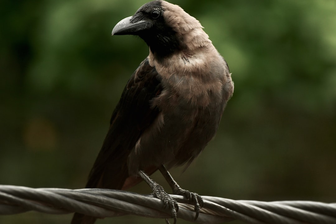 Scorpio: The Passionate Raven (Image Credits: Unsplash)