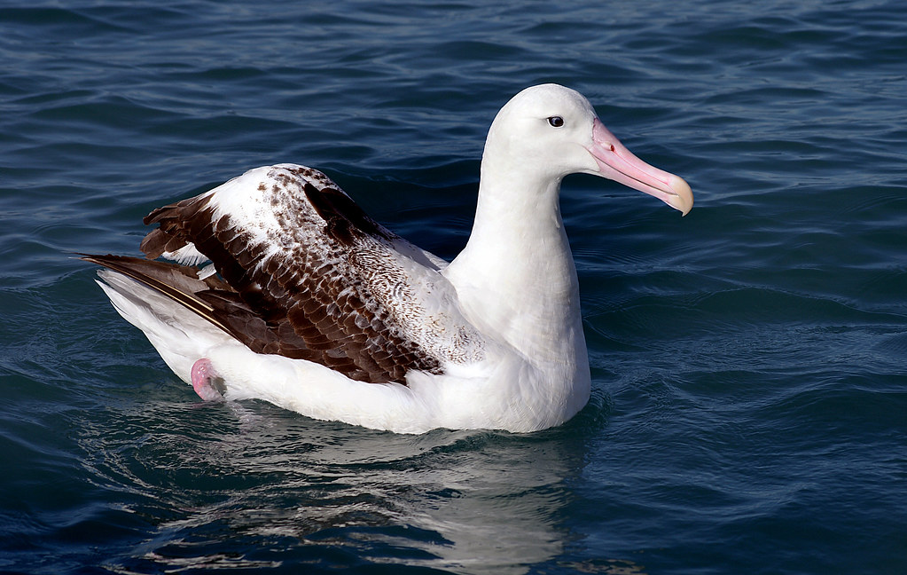 Sagittarius: The Free-Spirited Albatross (Image Credits: Flickr)