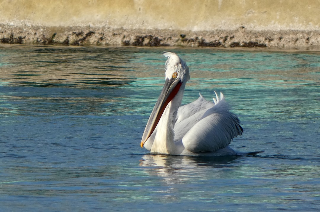 Capricorn: The Steadfast Pelican (Image Credits: Unsplash)