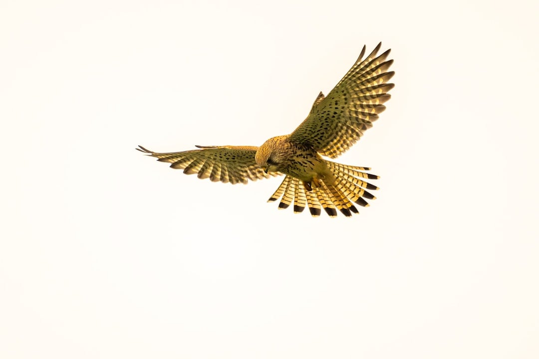 Aquarius: The Independent Falcon (Image Credits: Unsplash)