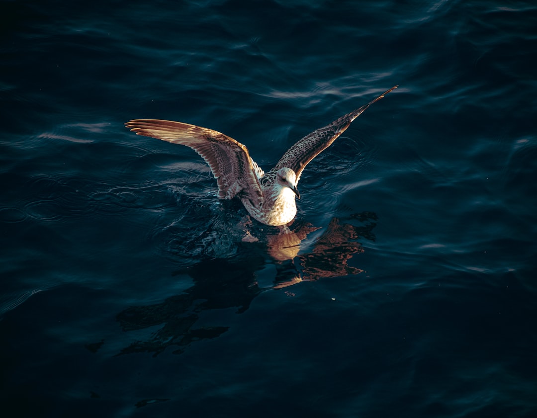 Pisces: The Dreamy Seagull (Image Credits: Unsplash)