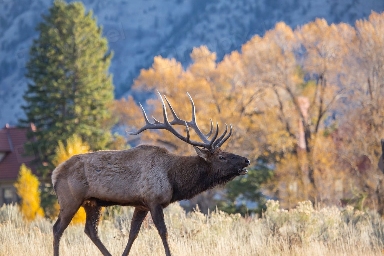 The Majestic Elk: Nature's Autumn Trumpet (Image Credits: Rawpixel)