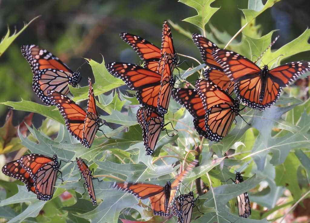 Monarch Butterflies: The Great Migration Marvel (Image Credits: Flickr)