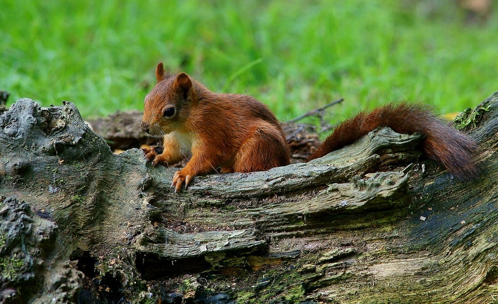Squirrels: The Hyperactive Hoarders (Image Credits: Flickr)