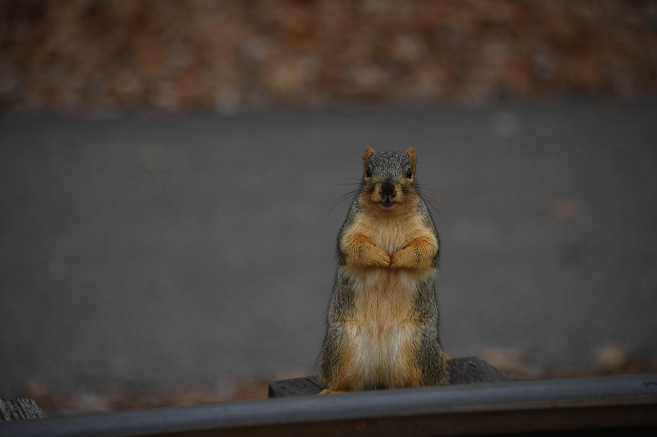Chipmunks: The Cheek-Puffing Champions (Image Credits: Pixabay)