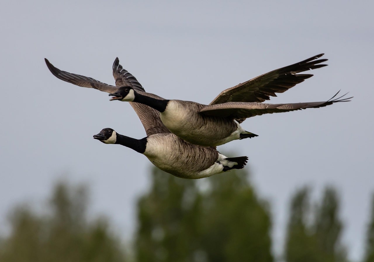 Canada Geese: The V-Formation Virtuosos (Image Credits: Pixabay)
