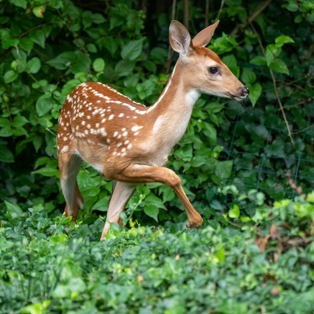 White-Tailed Deer: The Rutting Romantics (Image Credits: Unsplash)