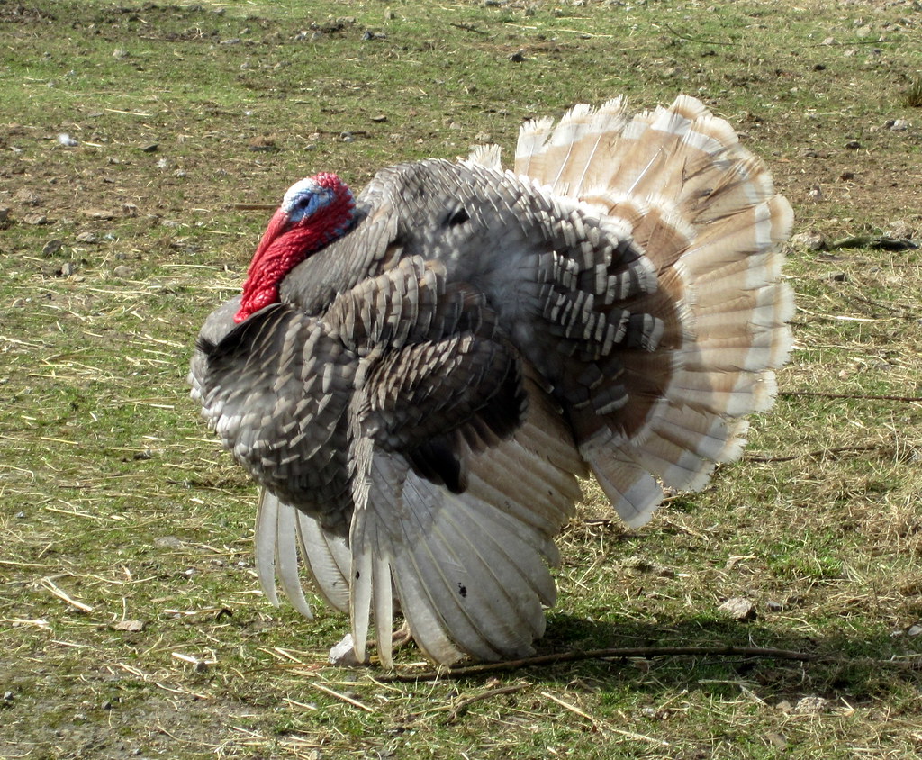 Wild Turkeys: The Thanksgiving Survivors (Image Credits: Flickr)