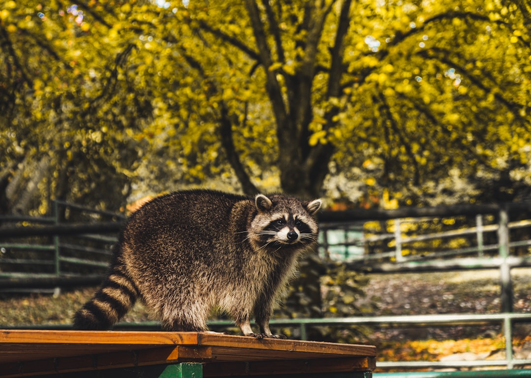 Raccoons: The Masked Midnight Marauders (Image Credits: Unsplash)
