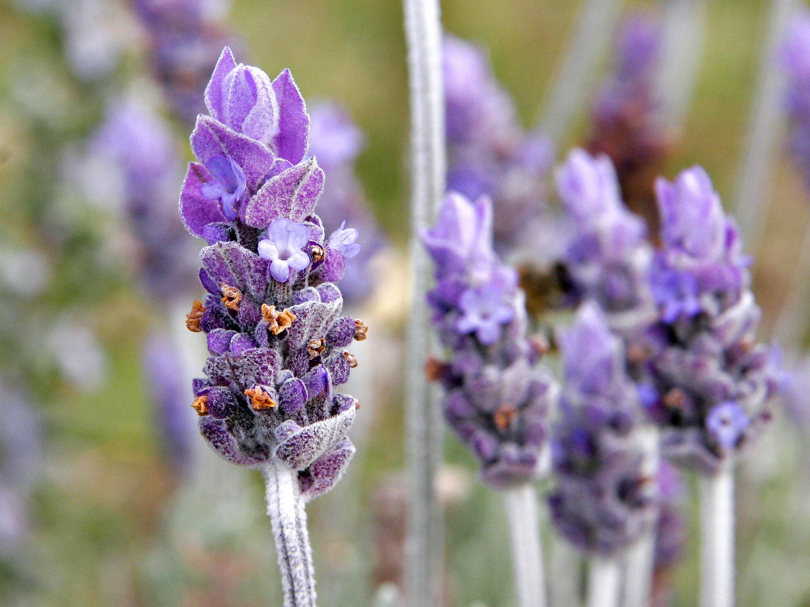 Lavender (Image Credits: Wikimedia)