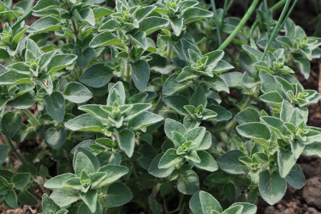 Oregano (Image Credits: Flickr)