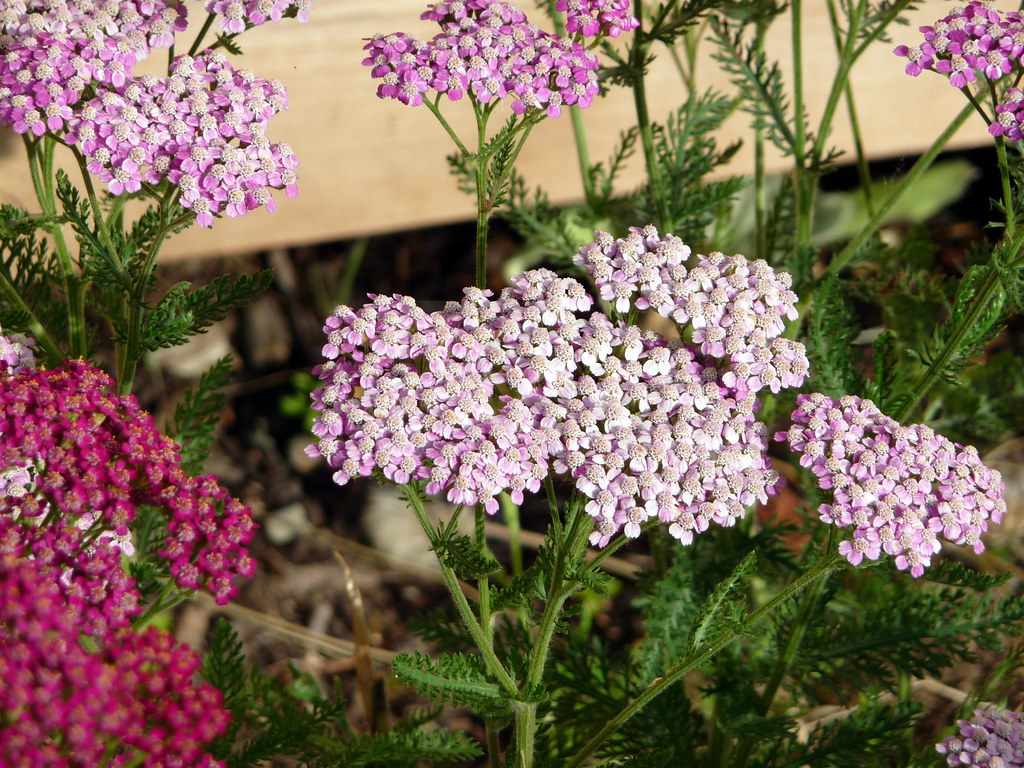Yarrow (Image Credits: Flickr)