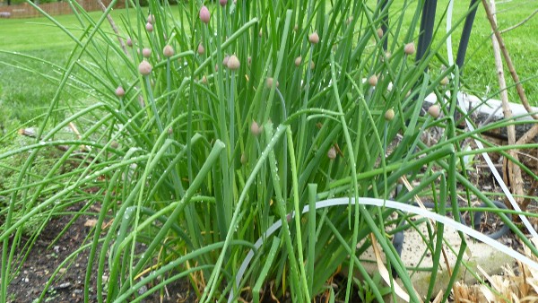 Chives (Image Credits: Flickr)
