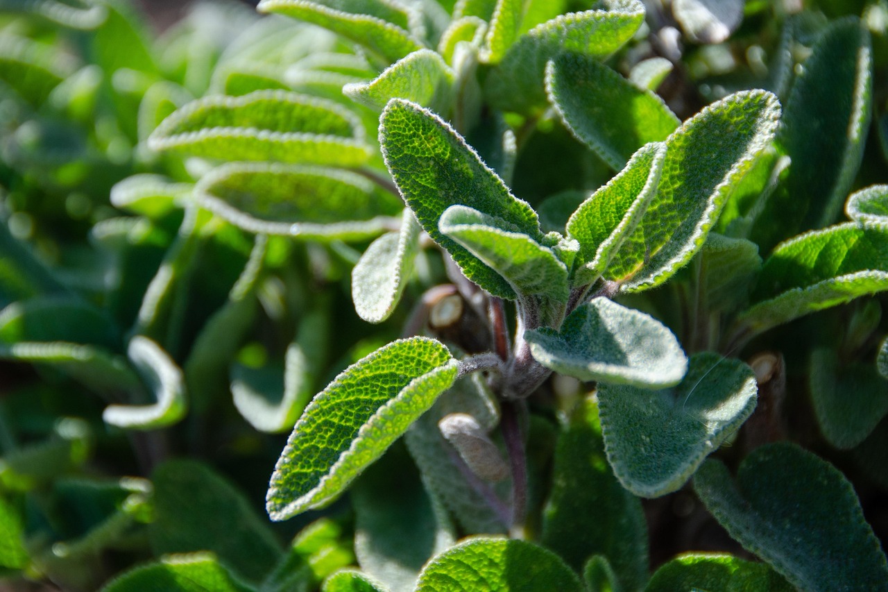 Sage (Image Credits: Pixabay)