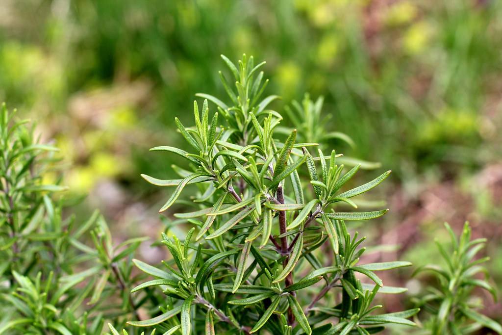 Rosemary (Image Credits: Flickr)