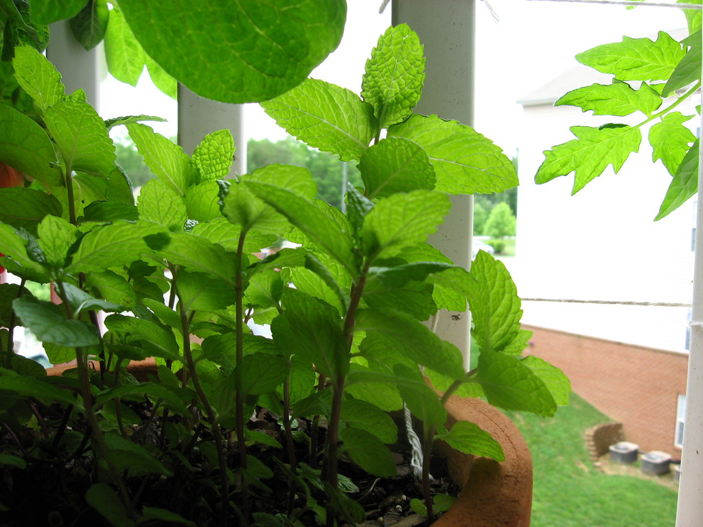 Mint (Image Credits: Flickr)