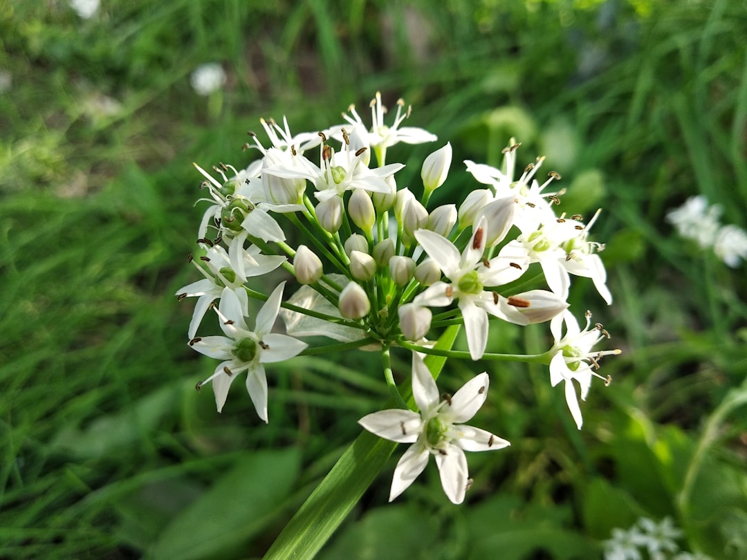 Garlic Chives (Image Credits: Unsplash)