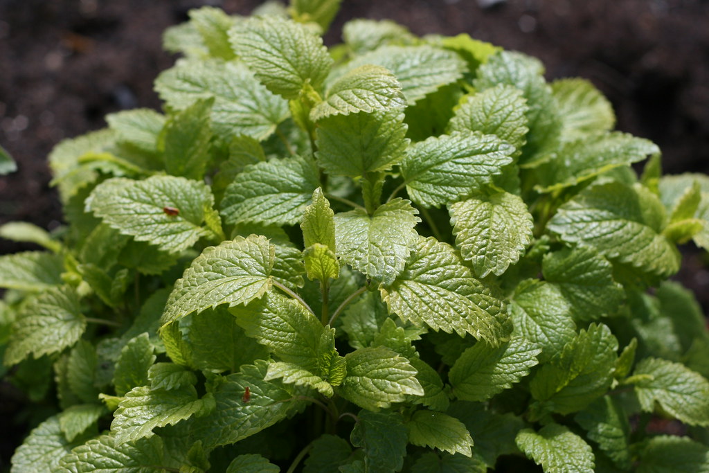 Lemon Balm (Image Credits: Flickr)