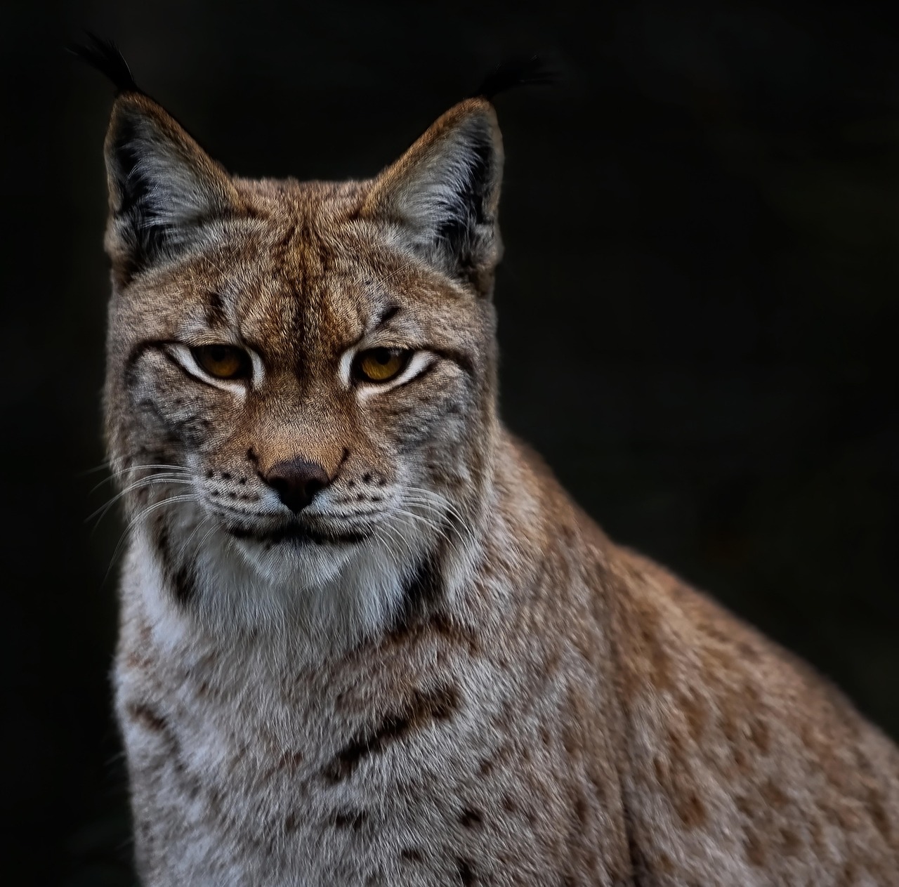 Taurus: The Steadfast Lynx (Image Credits: Pixabay)