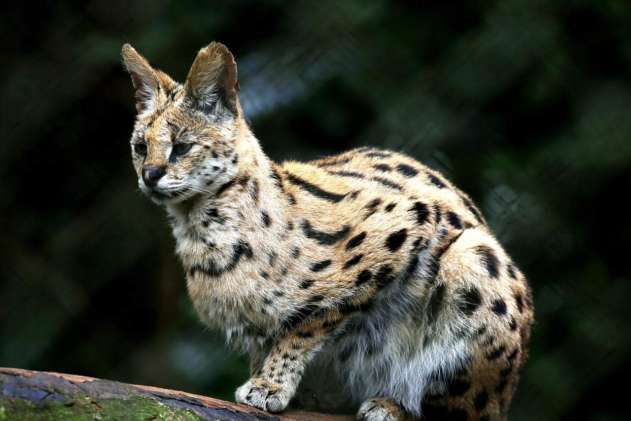 Gemini: The Agile Ocelot (Image Credits: Pixabay)