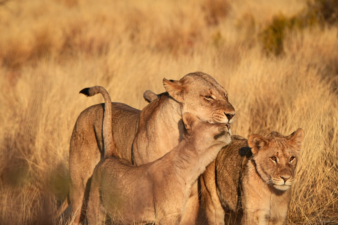 Cancer: The Protective Lioness (Image Credits: Unsplash)