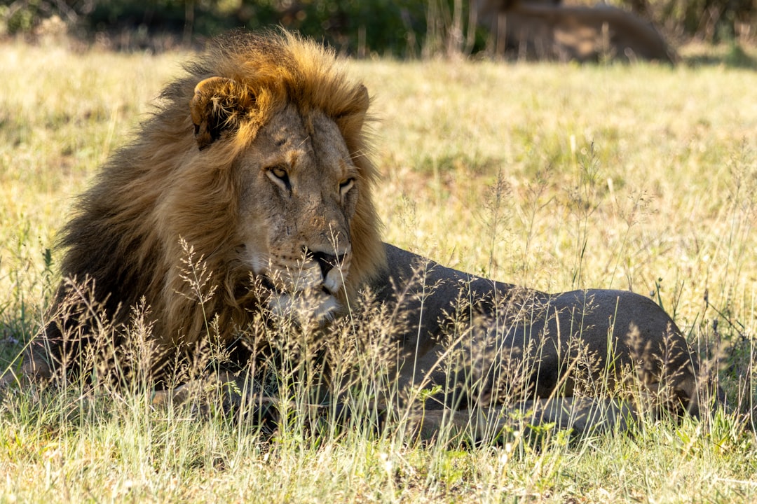 Leo: The Majestic Lion (Image Credits: Unsplash)