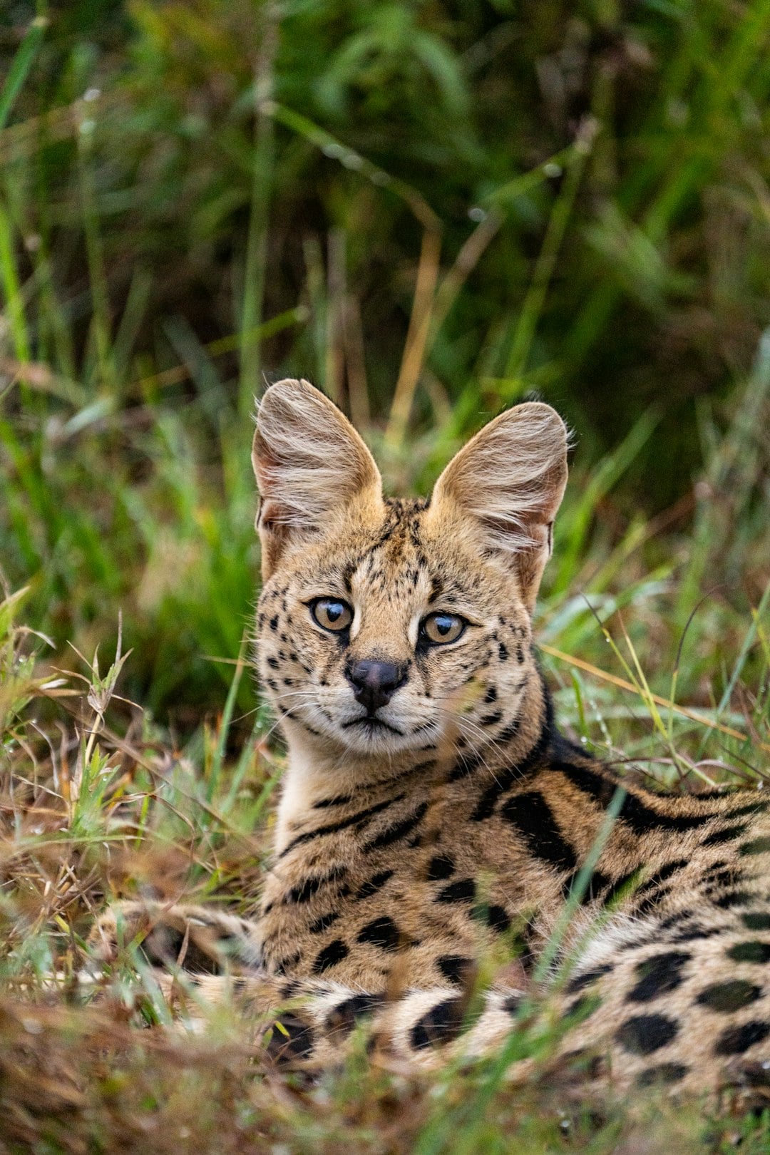 Virgo: The Methodical Serval (Image Credits: Unsplash)