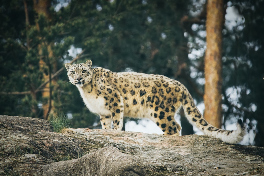 Libra: The Graceful Snow Leopard (Image Credits: Unsplash)