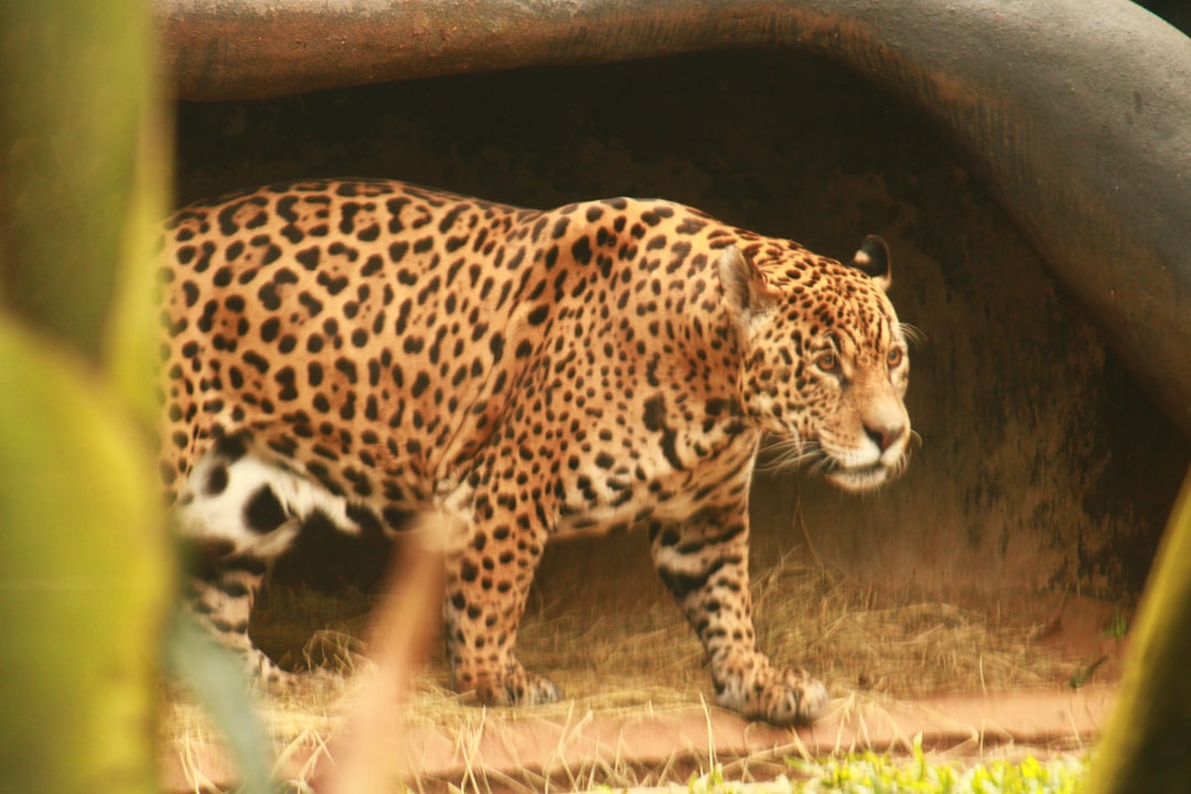 Scorpio: The Mysterious Jaguar (Image Credits: Unsplash)