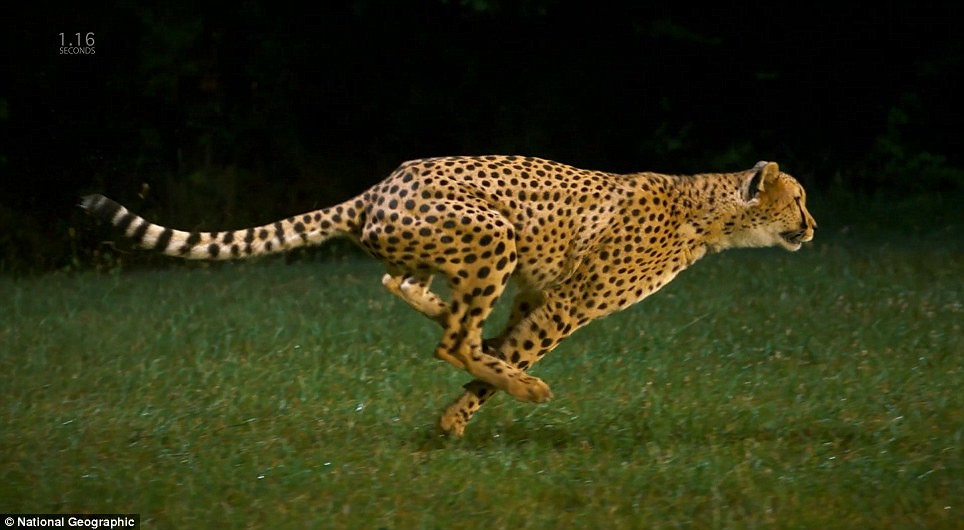 Sagittarius: The Adventurous Cheetah (Image Credits: Flickr)