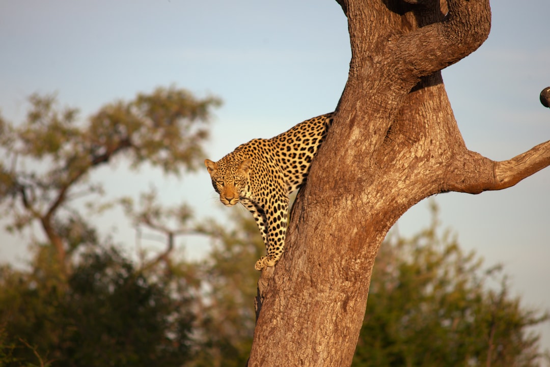 Capricorn: The Determined Leopard (Image Credits: Unsplash)