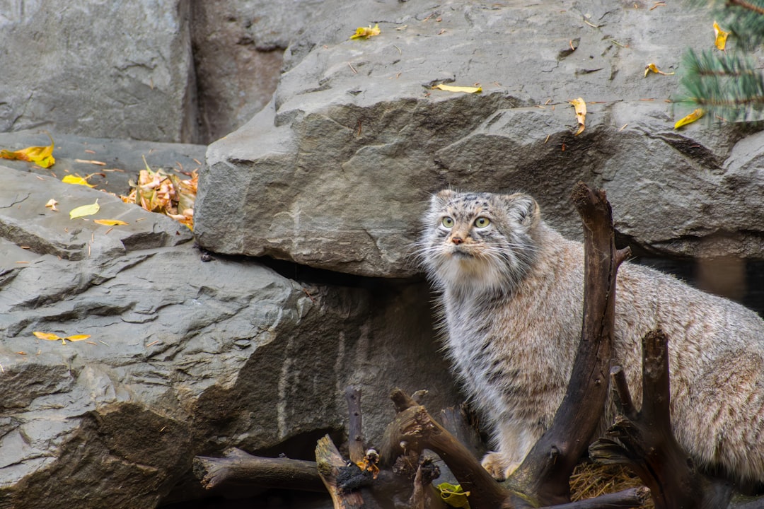 Aquarius: The Independent Pallas's Cat (Image Credits: Unsplash)