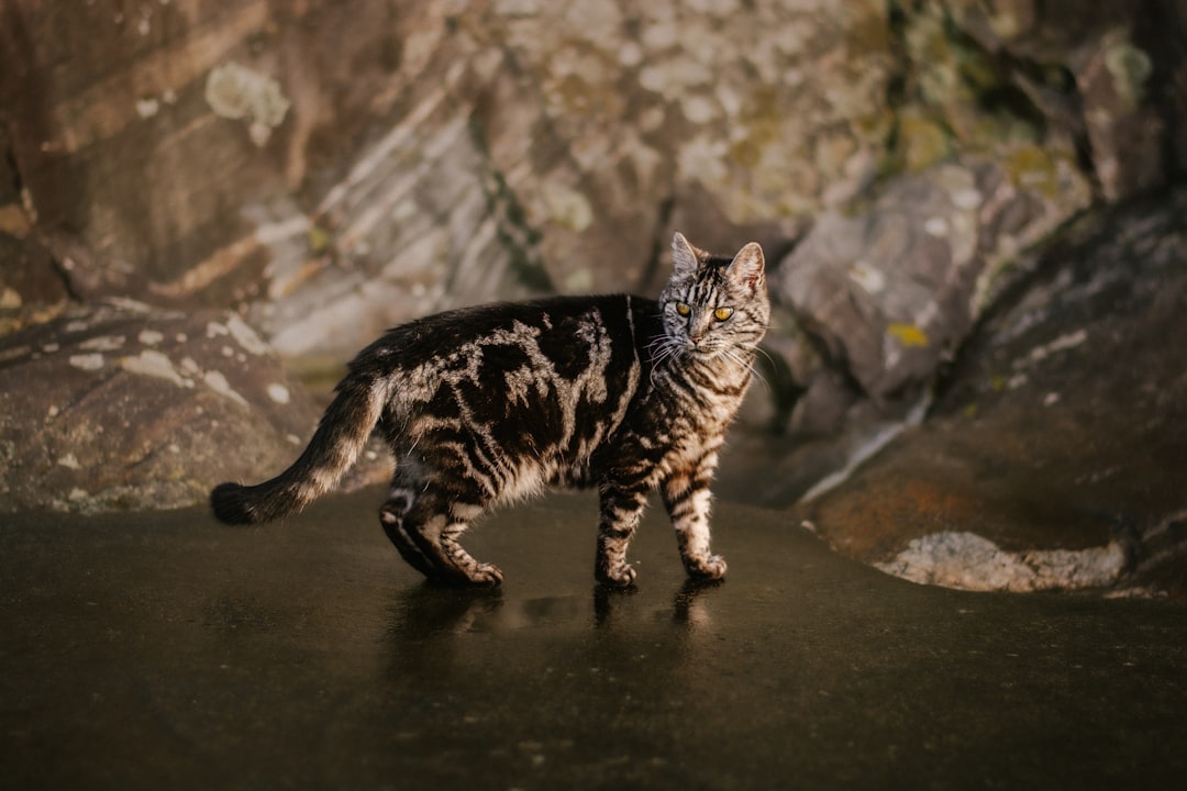 Pisces: The Mystical Fishing Cat (Image Credits: Unsplash)