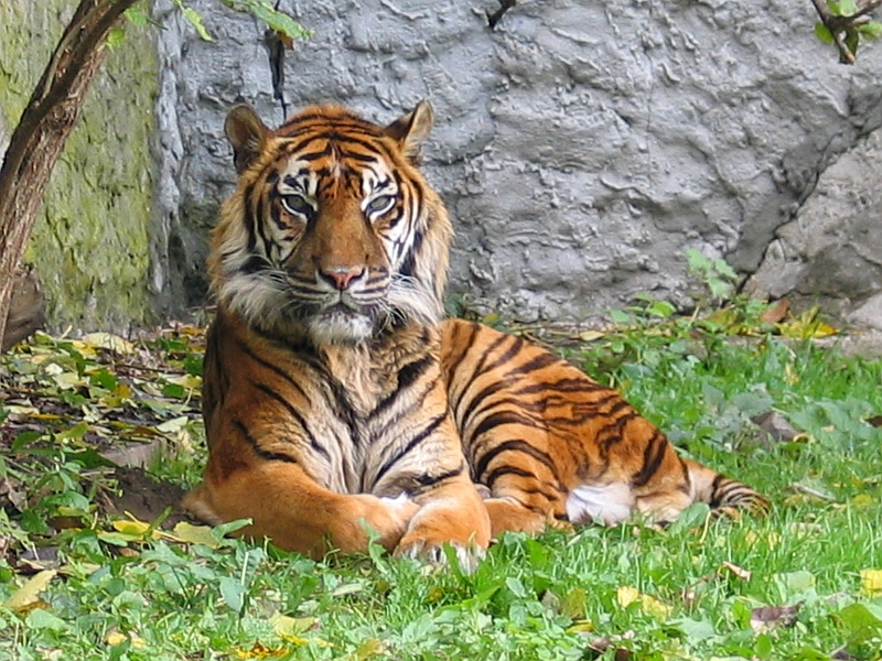 Conclusion (Image Credits: Wikimedia)