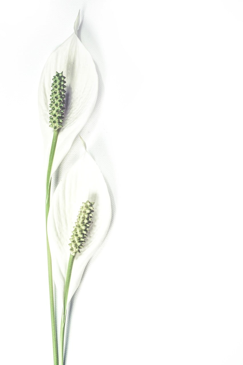 What Happens When Skin Meets Peace Lily (Image Credits: Pixabay)