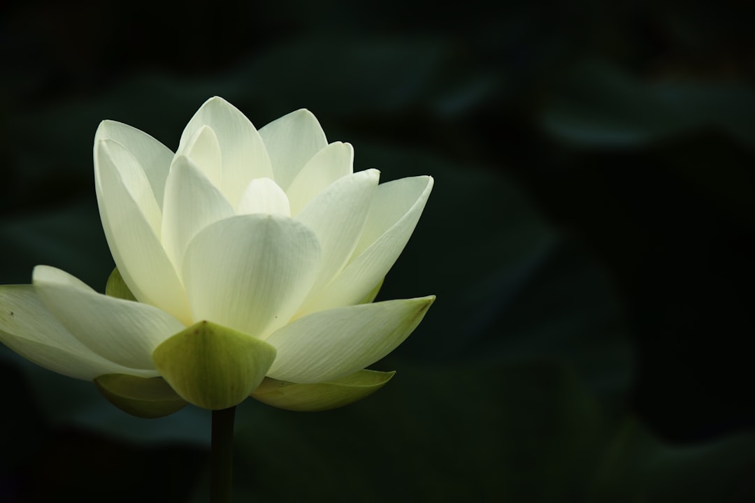 The Science Behind the Sting (Image Credits: Unsplash)