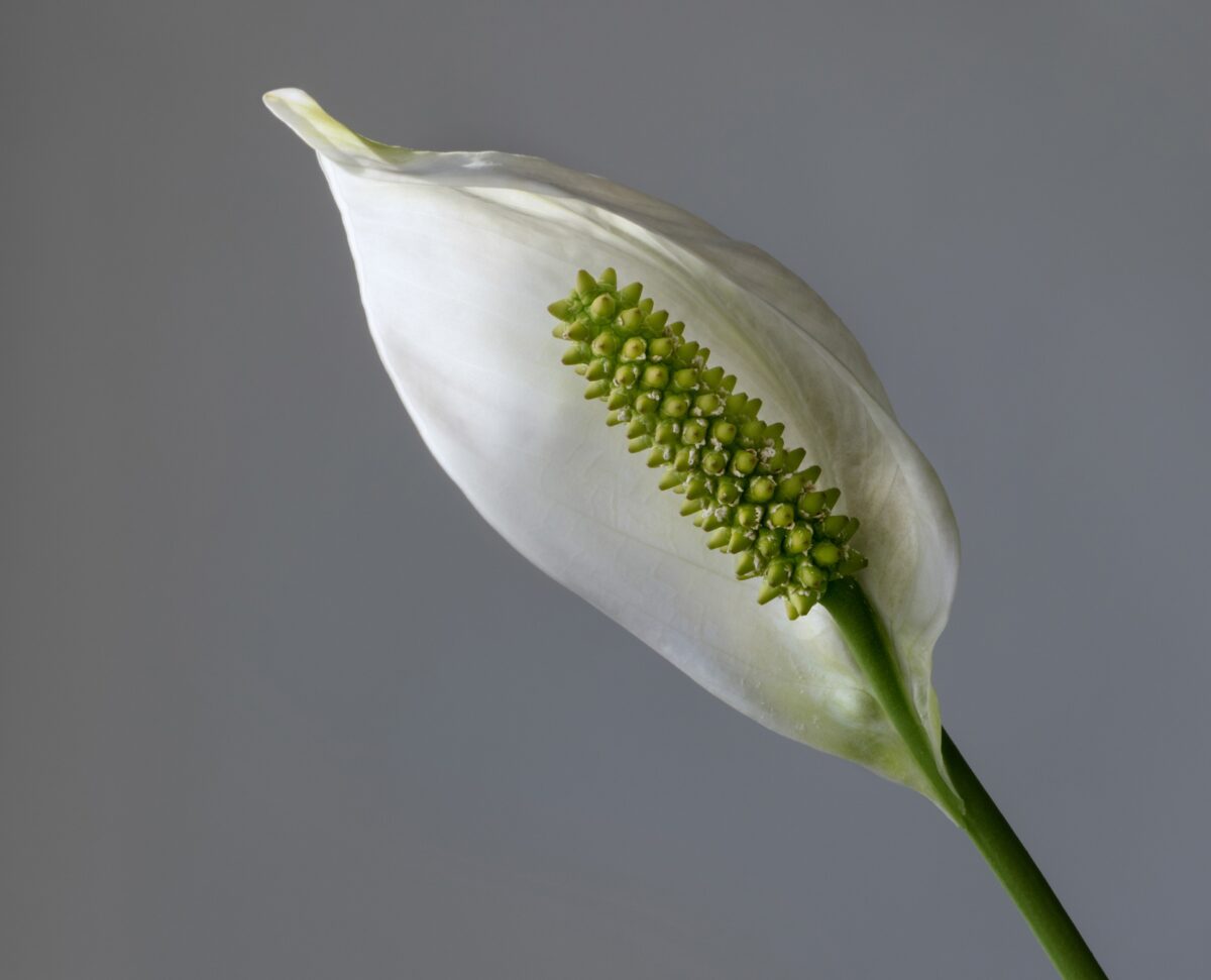 Why You Should Always Wash Your Hands After Touching Your Peace Lily
